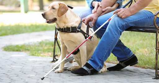 Service Dog