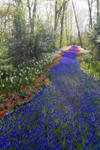 beautful pathway of flowers