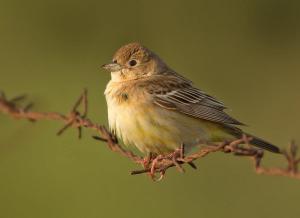 photo of bird sitting on tree limb