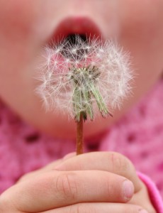 girl blowing dandelion