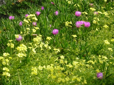 blooming flowers
