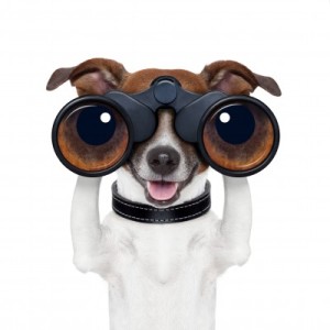 image of dog looking through binoculars