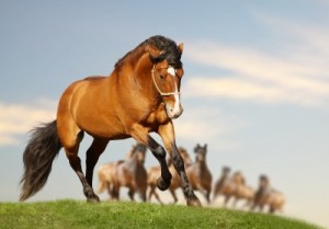 horse bucking