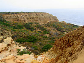 Torrey Pines State Park 