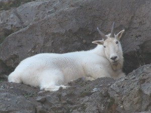 mountain goat billy stares curiously at us.