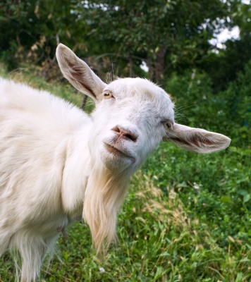 funny looking goat in meadow