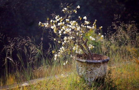 pot with plant in field