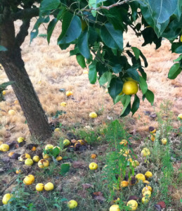 Pear_tree_spoiled_fruit