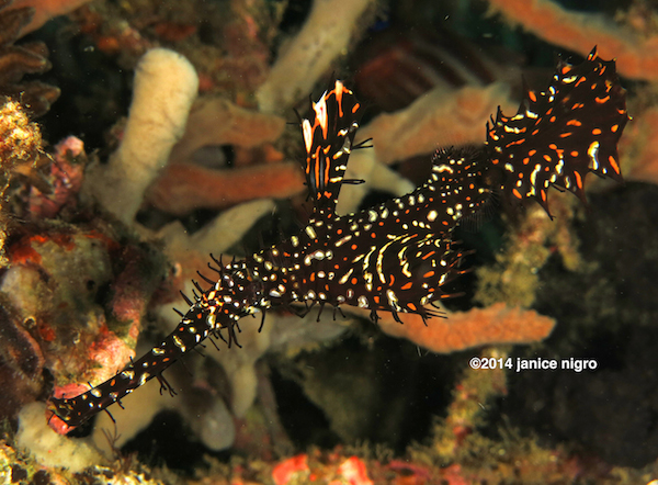 Janice Nigro photo black ornate ghostpipefish copyright