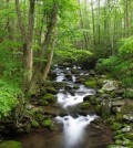 a stream in the forest