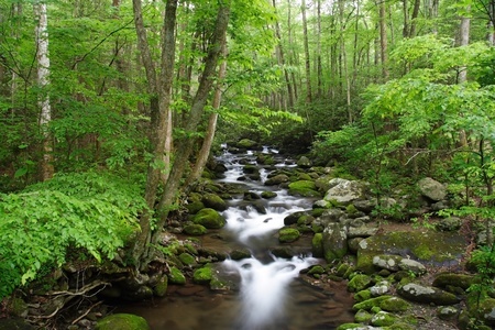 a stream in the forest