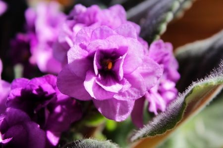 African Violet