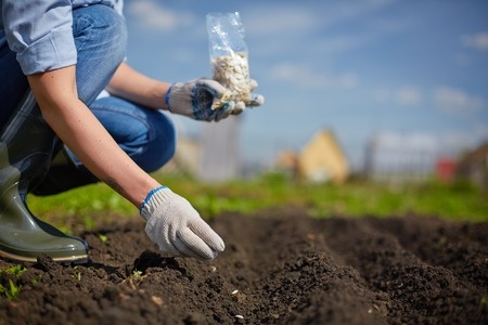 woman planting seeds