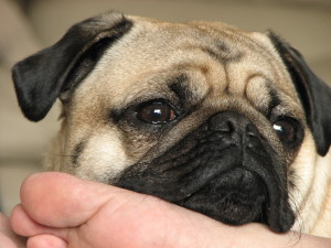 Pug_dog_nose_face_detail