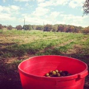 bucket of fresh nuts