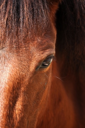 close-up of horses eye