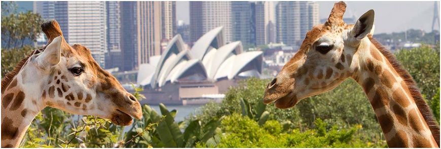 Taronga Zoo