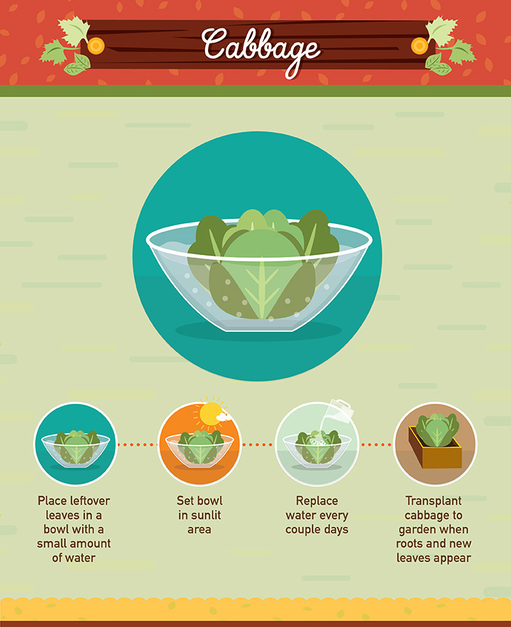19 Foods You Can Regrow 