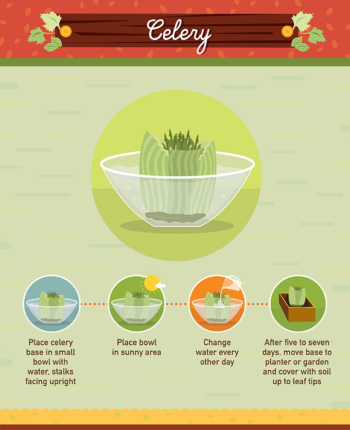 19 Foods You Can Regrow 