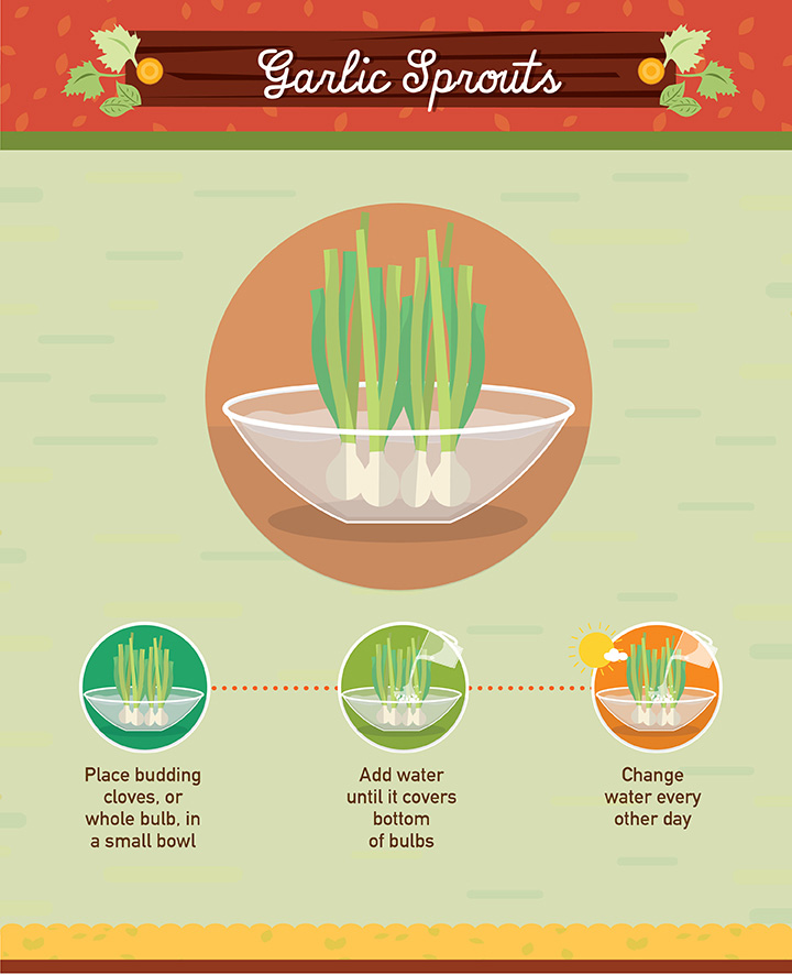 19 Foods You Can Regrow 