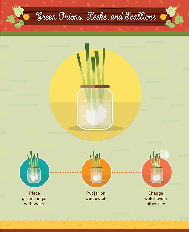 19 Foods You Can Regrow  