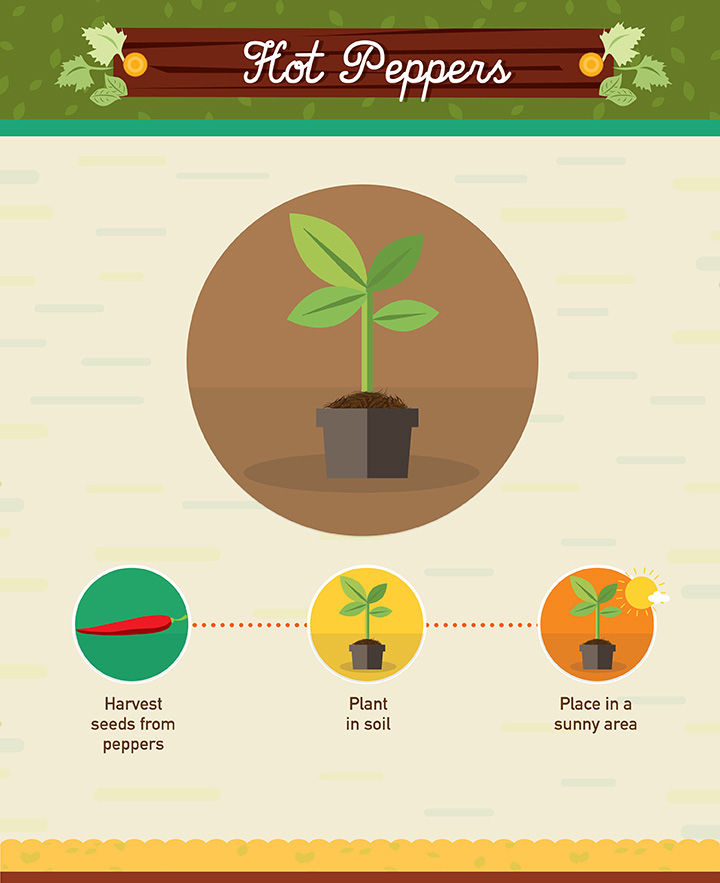 19 Foods You Can Regrow 