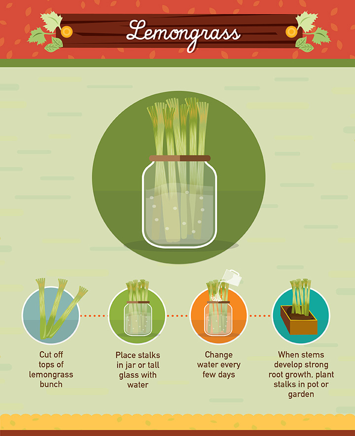 19 Foods You Can Regrow 
