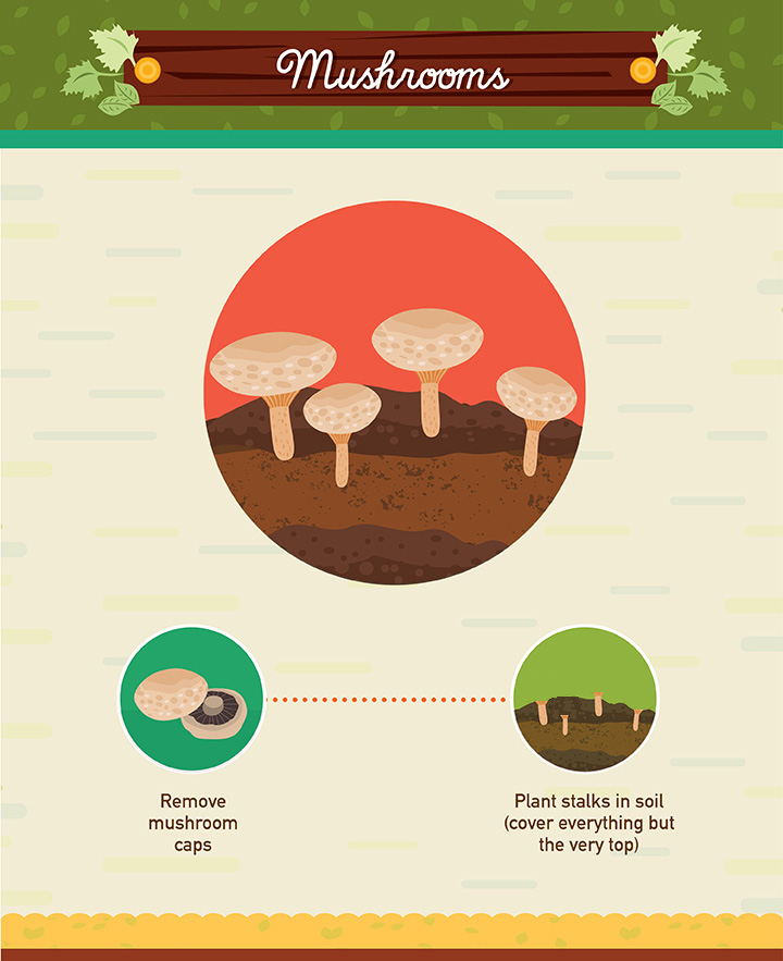 19 Foods You Can Regrow 