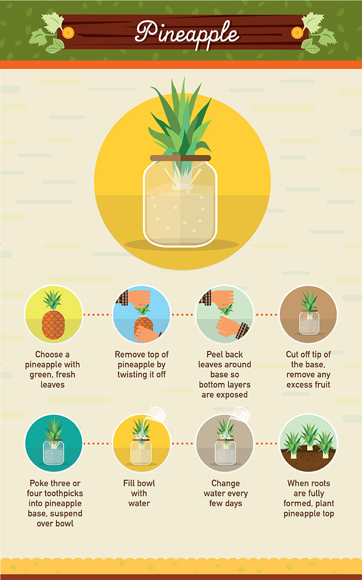 19 Foods You Can Regrow 