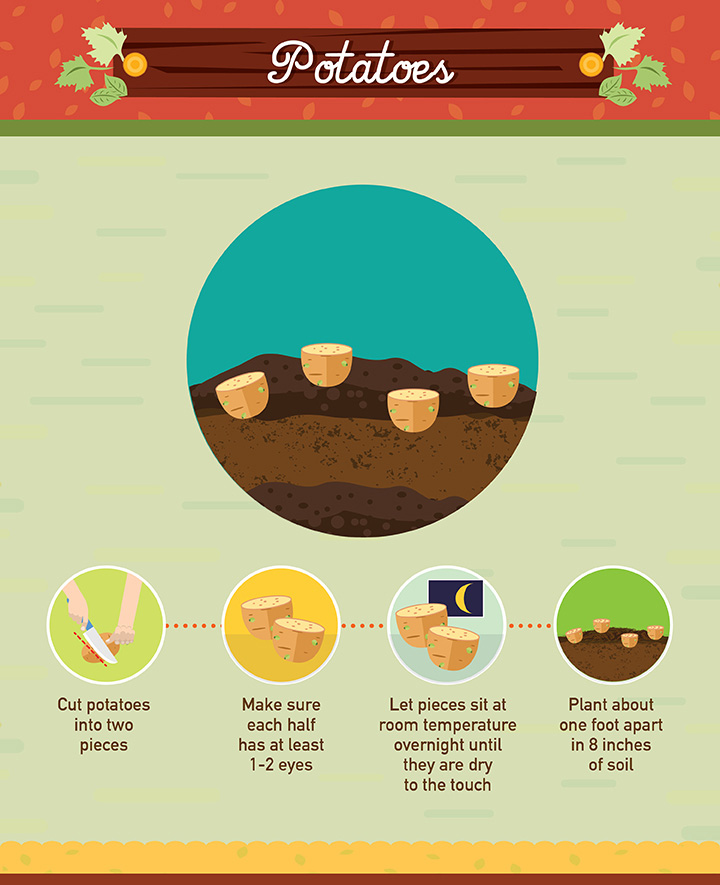 19 Foods You Can Regrow 