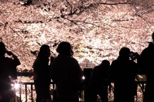 cherry blossoms