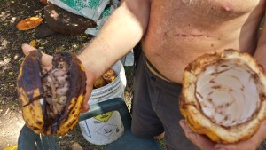 Fermenting cocoa beans and cocoa bean pod