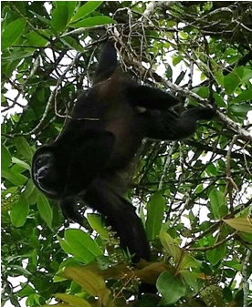 Mantled Howler monkey