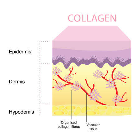 Collagen
