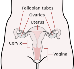 What to do When You Have Adenomyosis