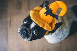 Halloween’s Most Haunting Pet Health Hazards