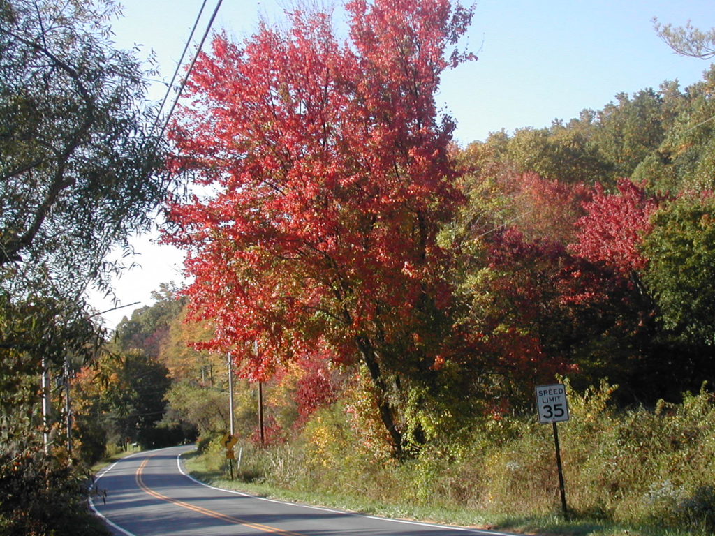 Fall Adventures: Hiking Through Flora and Fauna