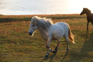 Iceland