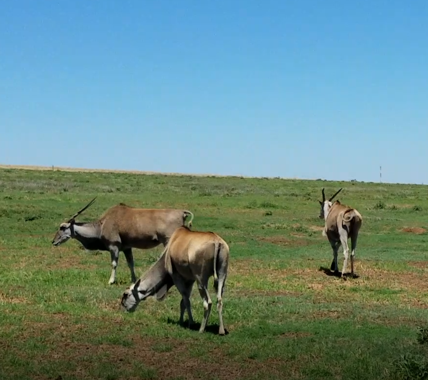 Horseback Safari