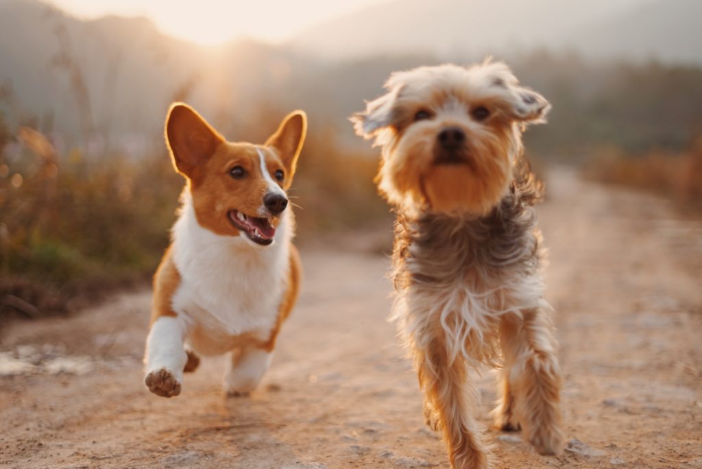 Dogs health