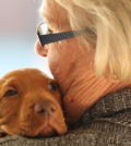 Service Dog