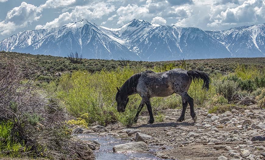 Carson Valley