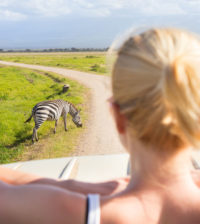 safari